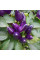 Hot pepper seeds «Salsa Purple»