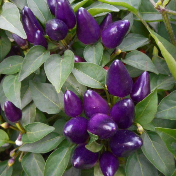 Hot pepper seeds «Salsa Purple»