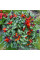 Hot pepper seeds «Salsa Purple»