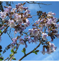 Насіння павловнії повстистої / Paulownia tomentosa