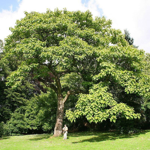 Насіння павловнії повстистої / Paulownia tomentosa