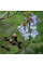Насіння павловнії повстистої / Paulownia tomentosa