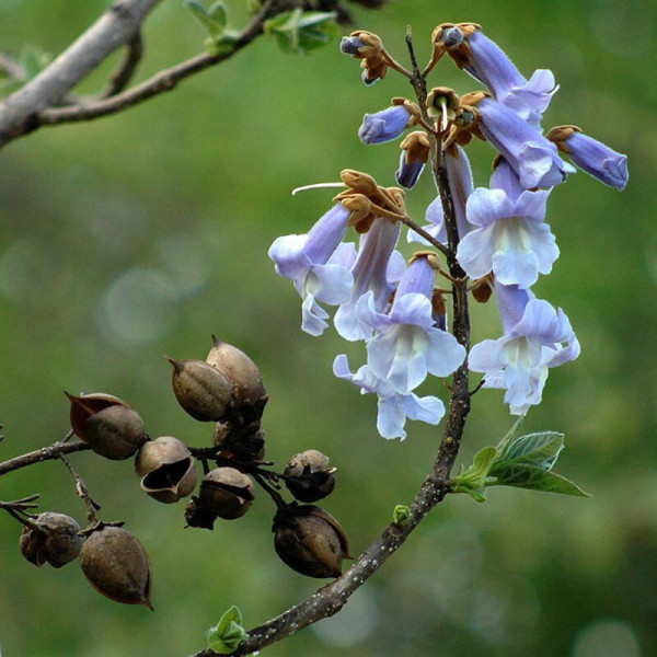 Насіння павловнії повстистої / Paulownia tomentosa