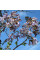 Насіння павловнії повстистої / Paulownia tomentosa