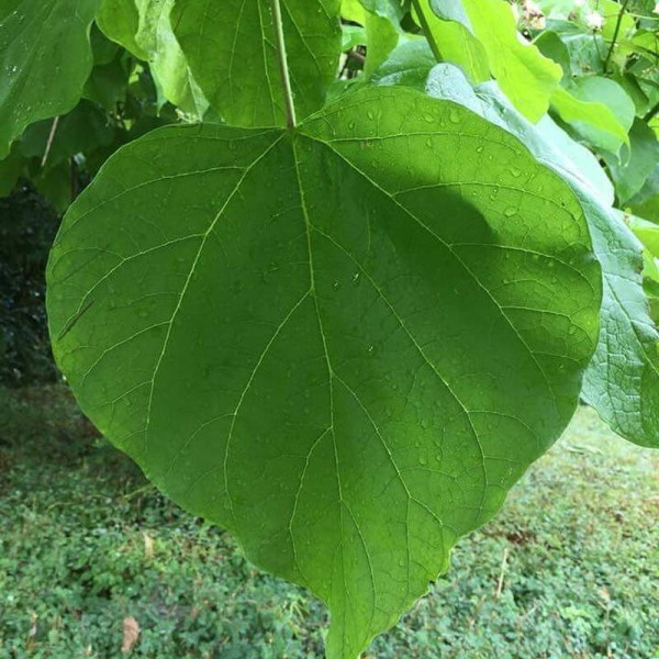 Насіння павловнії повстистої / Paulownia tomentosa