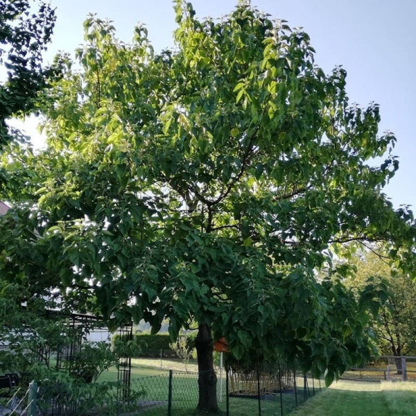 Насіння павловнії повстистої / Paulownia tomentosa