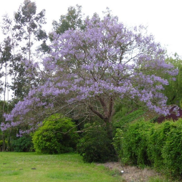 Насіння павловнії повстистої / Paulownia tomentosa