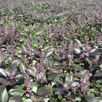 Basil seeds «Shine»