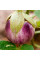 Eggplant seeds «Bianca Sfumata di Rosa»