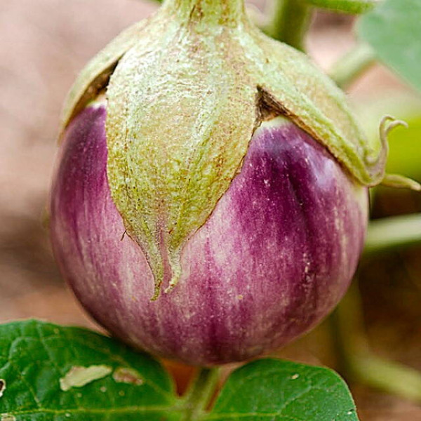 Eggplant seeds «Bianca Sfumata di Rosa»