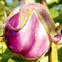Eggplant seeds «Bianca Sfumata di Rosa»