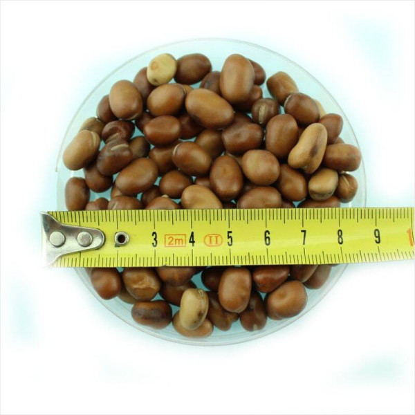 Beans seeds «Greek» / Vicia faba