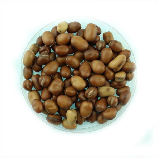 Beans seeds «Greek» / Vicia faba