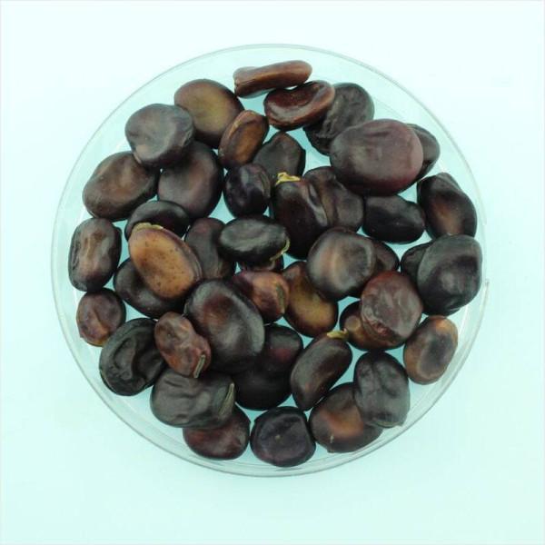 Beans seeds «Extra Grano Violetto»