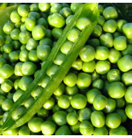 Pea seeds «Alpha»
