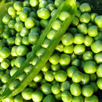 Pea seeds «Alpha»