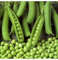 Pea seeds «Costa»