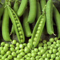 Pea seeds «Costa»