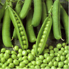 Pea seeds «Costa»