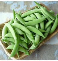 Pea seeds «Bingo»