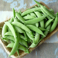 Pea seeds «Bingo»