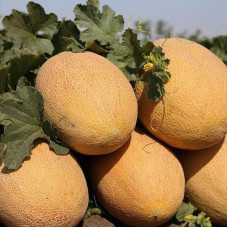 Melon seeds «Mazin» F1