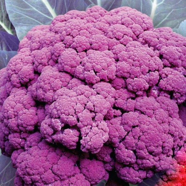 Cauliflower seeds «Di Sicilia Violetta»