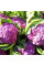 Cauliflower seeds «Di Sicilia Violetta»