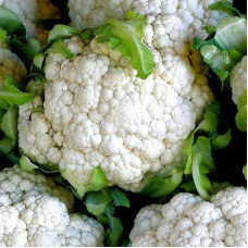 Cauliflower seeds «Palla di Neve»