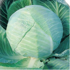 Cabbage seeds «Amager»