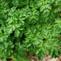 Насіння кервеля «Жайворонок»