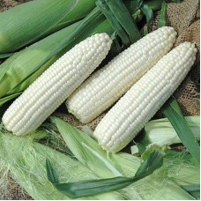 Corn seeds «Mermaid»