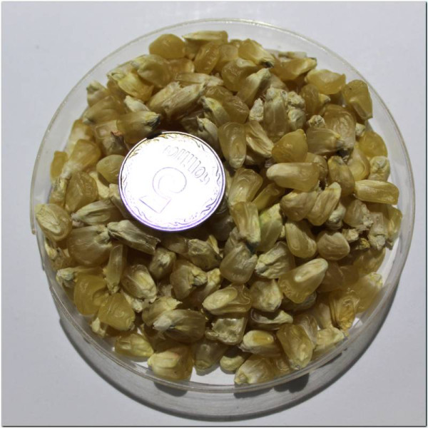 Corn seeds «Mermaid»