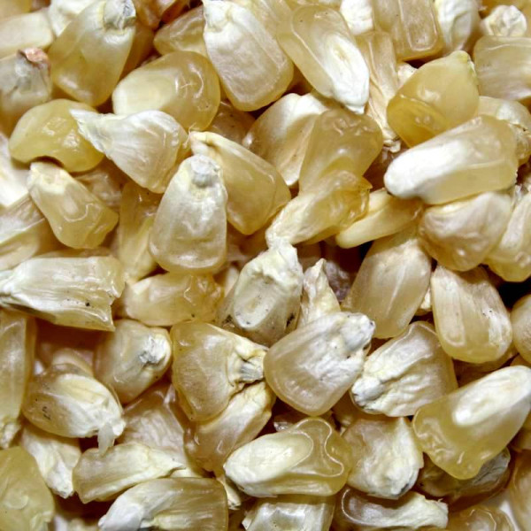 Corn seeds «Mermaid»