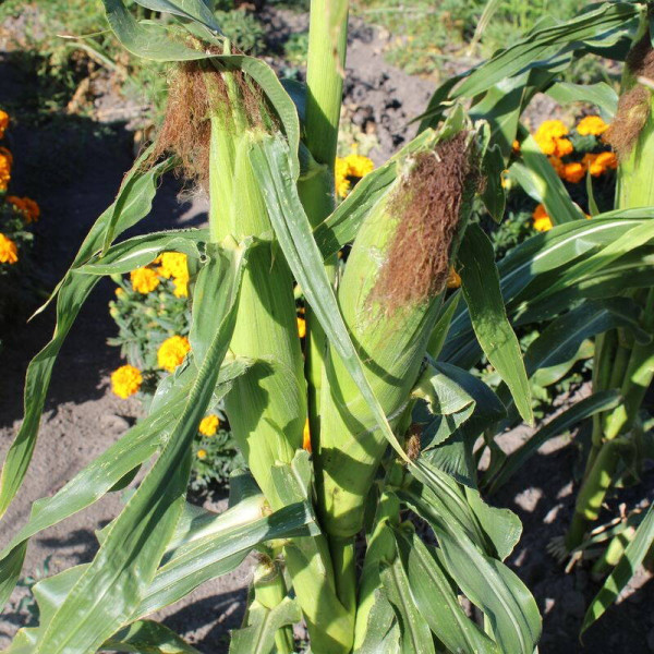Corn seeds «Rotterdam» F1
