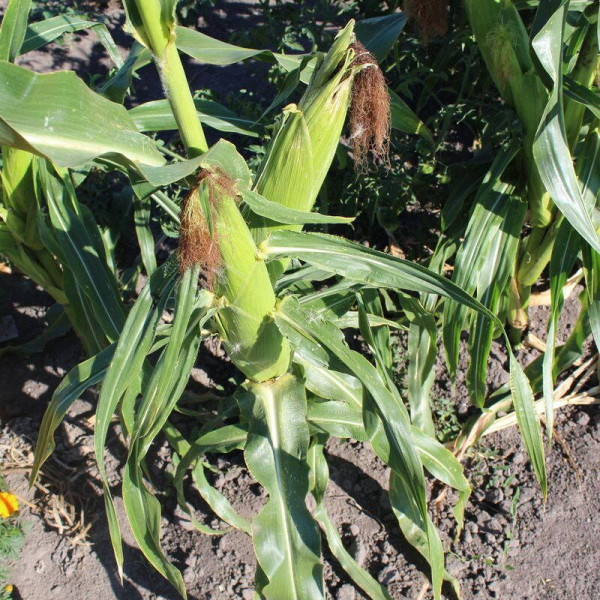 Corn seeds «Rotterdam» F1