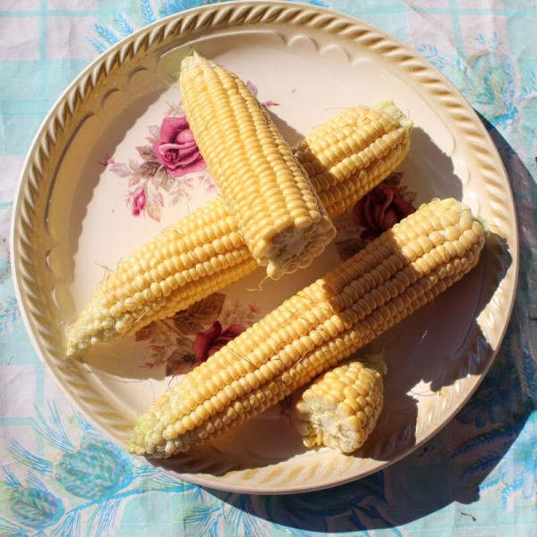 Corn seeds «Rotterdam» F1