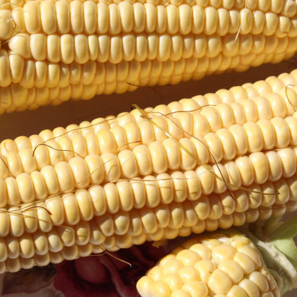 Corn seeds «Rotterdam» F1
