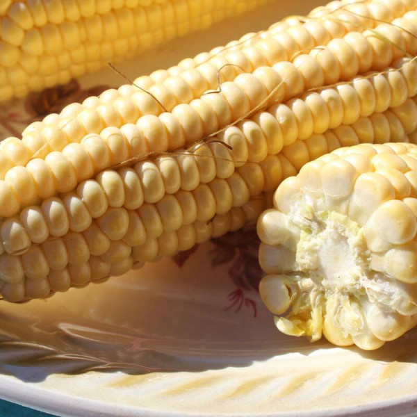 Corn seeds «Rotterdam» F1