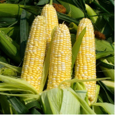 Corn seeds «Cowberry»