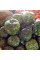 Calabash seeds «Big Apple»