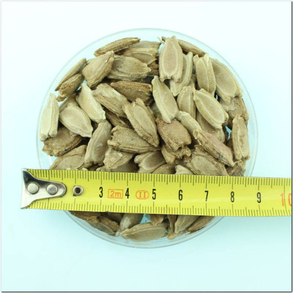 Calabash seeds «Big Apple»