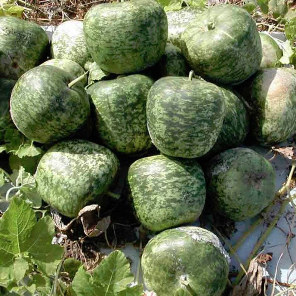 Calabash seeds «Big Apple»