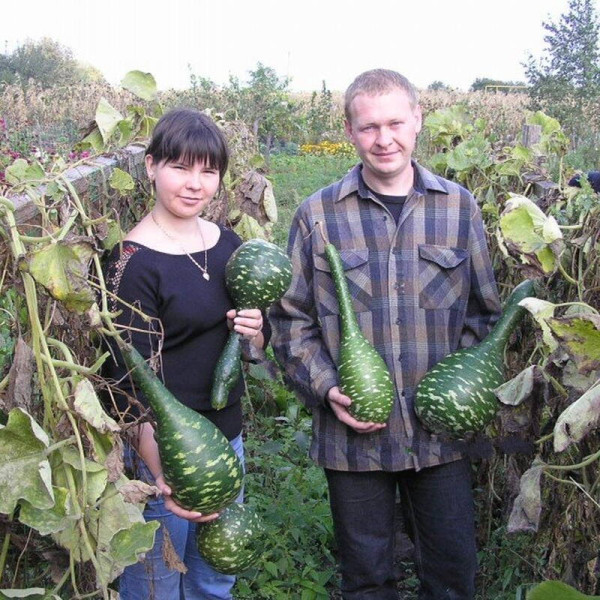 Calabash seeds «Spickled Swan»