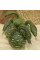 Calabash seeds «Spickled Swan»