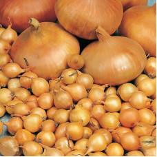 Onion seeds «Markivska»