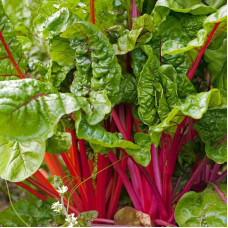 Chard seeds «Green»