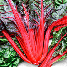 Chard seeds «Fantasy»