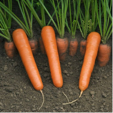 Carrot seeds «Nantes»