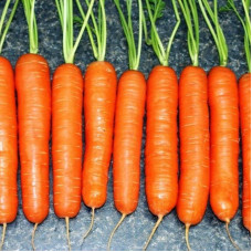 Carrot seeds «Bright»